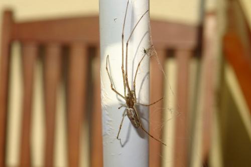 Tetragnatha sp.